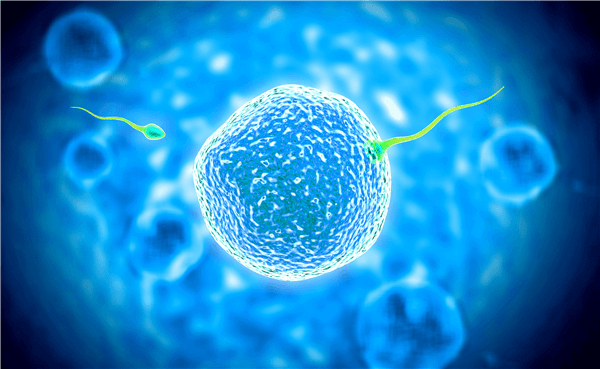 增加蛋白质摄入——促进胚胎发育
